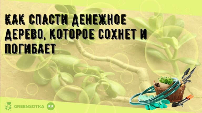 Как спасти денежное дерево от увядания – советы и рекомендации