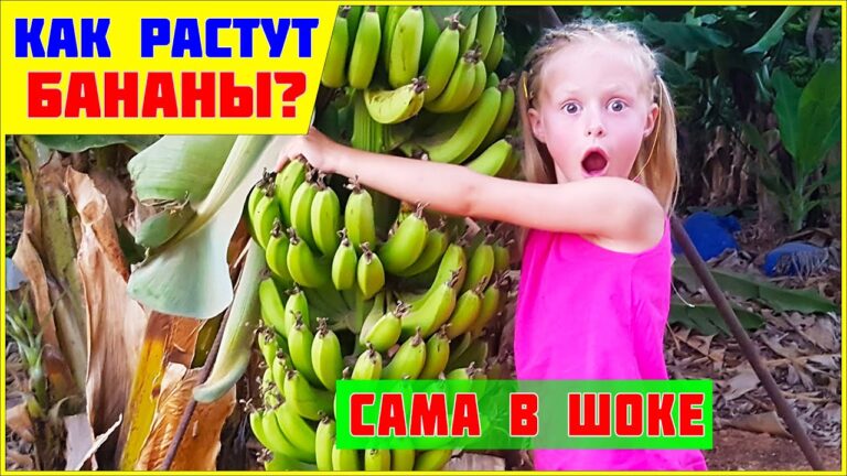 Где растут бананы – на дереве или на кусте?