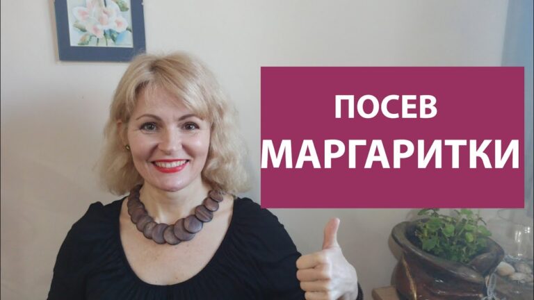 Советы по посадке маргариток – как правильно вырастить эти красивые цветы