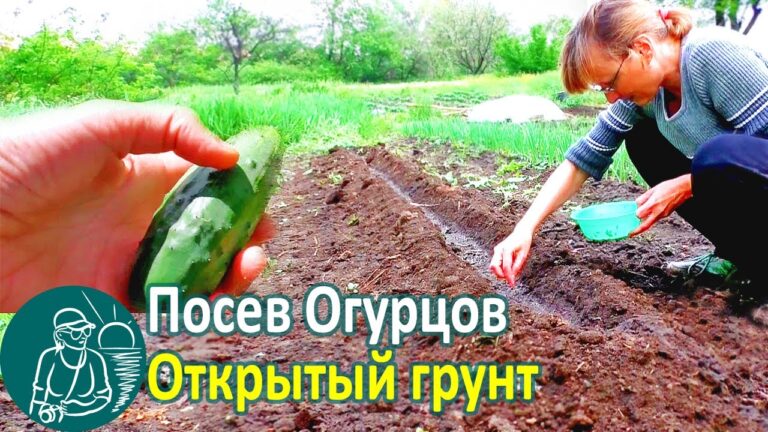 Как правильно посадить огурцы в открытый грунт семенами