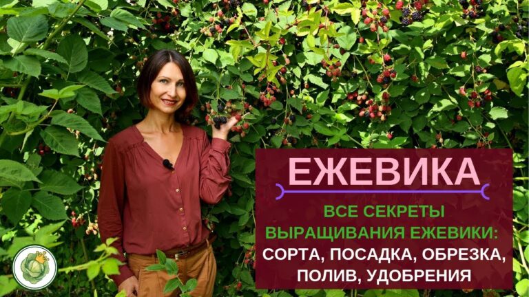 Урожайные советы – как правильно ухаживать за ежевикой