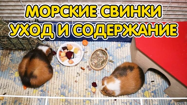 Уход за морскими свинками – советы и рекомендации