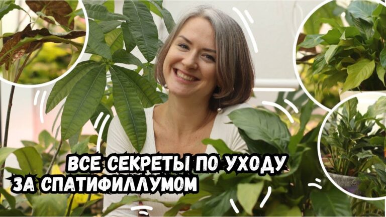 Секреты ухода за цветком спатифиллум