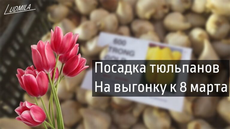 Какие тюльпаны садить на выгонку к 8 марта