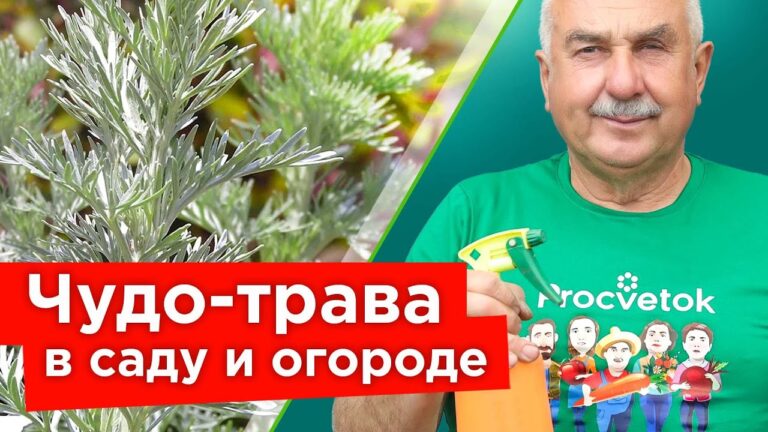 Полынь – зачем она нужна и как использовать